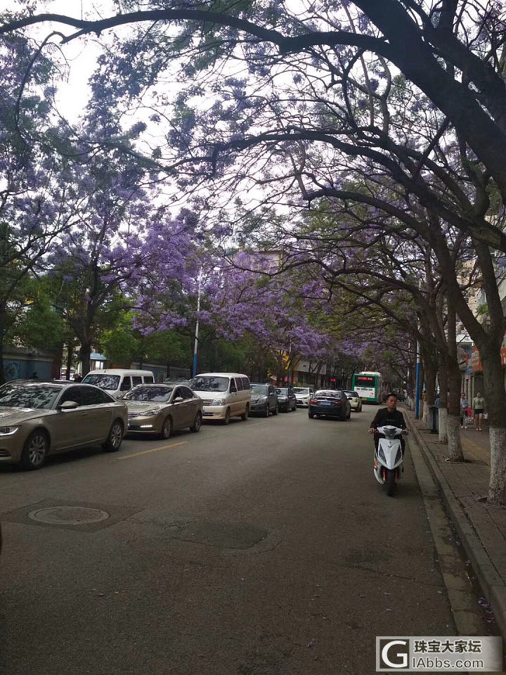 假装去看蓝楹花_花闲聊