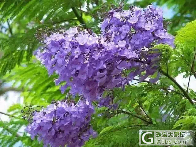 假装去看蓝楹花_花闲聊