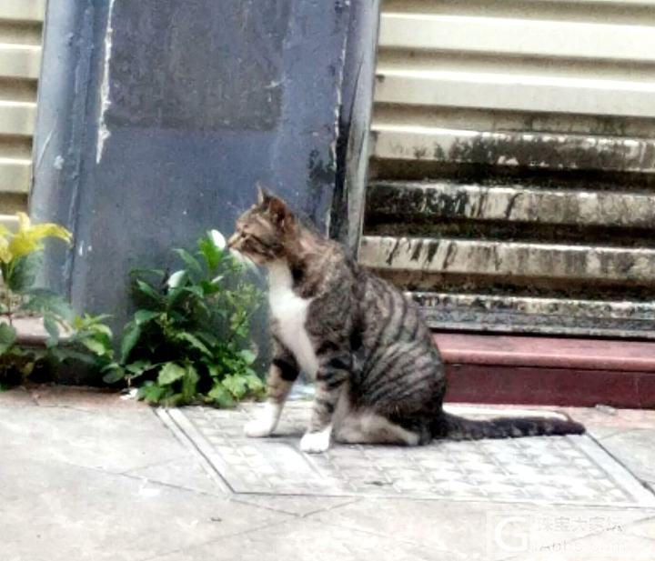 既然你们都发猫……我也发一下家门口对面路过的那只黑梨花_宠物猫大家谈