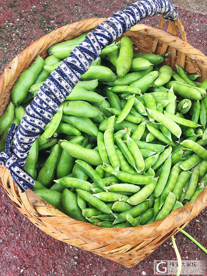 种豆得豆。_食材