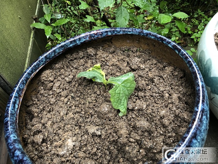 嗯……周末盘点家当_菜园植物