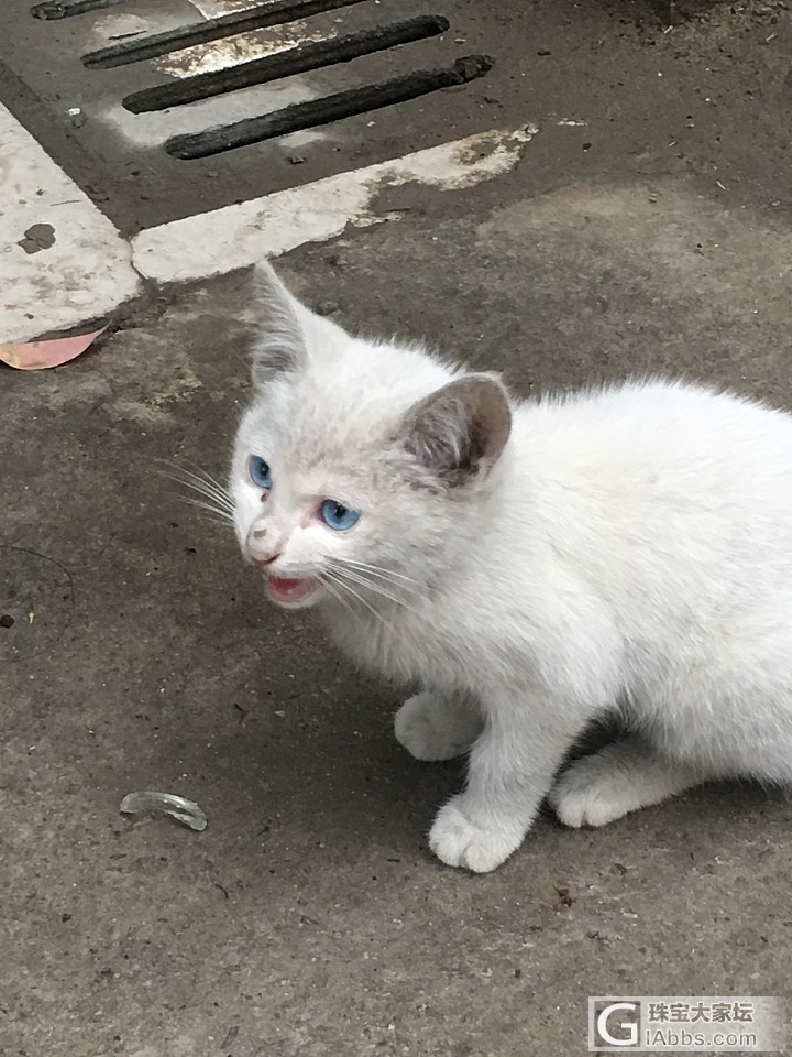 路边的小可爱_猫