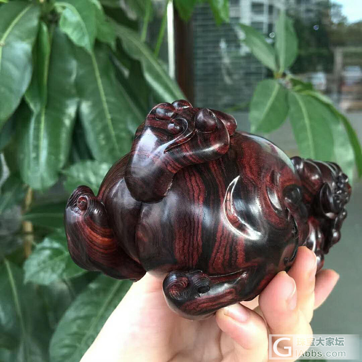 貔貅·紫油梨】
极品海黄老料紫油梨
大黑线，水波，鬼眼齐聚一身_黄花梨