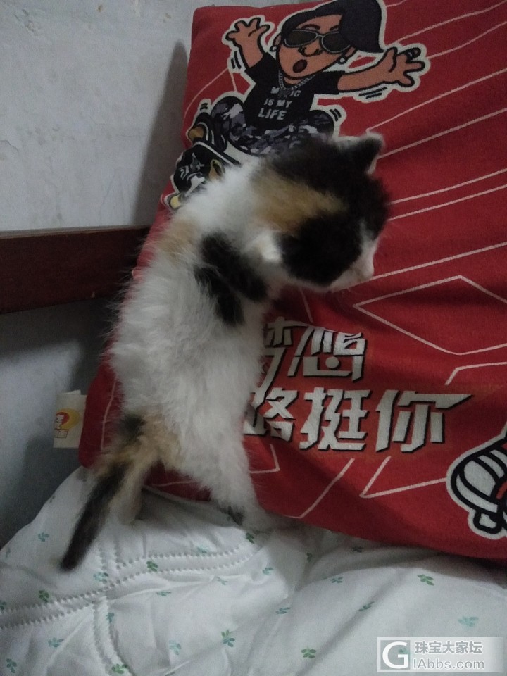 除了不会走猫步，看着倒是猫模猫样了_猫