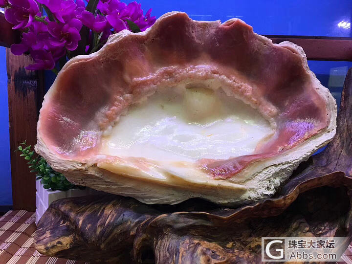 曾经一文不值，如今赛黄金，【砗磲】到底经历了什么？_砗磲