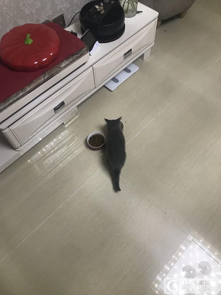 呐，是白果啊_猫