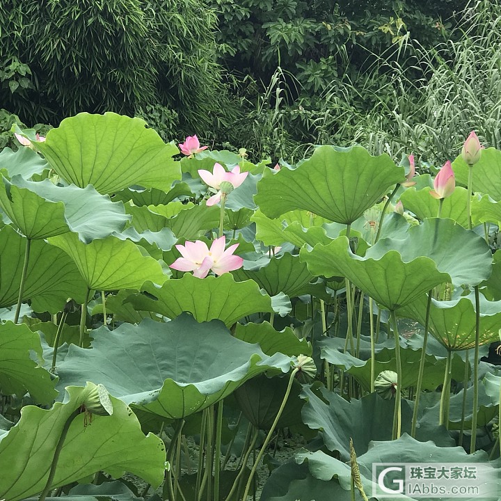 洪湖公园的荷花开了_景色