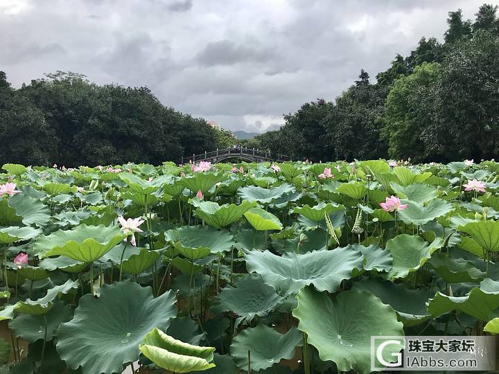 洪湖公园的荷花开了_景色