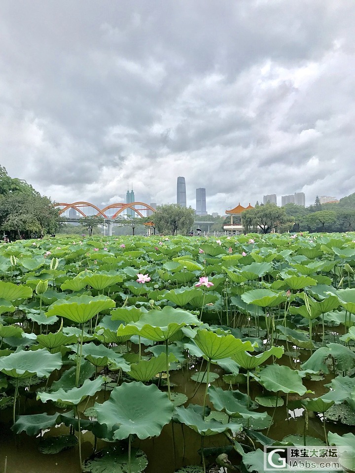 洪湖公园的荷花开了_景色