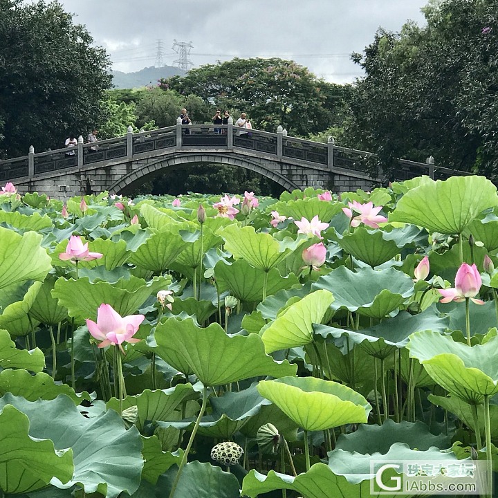 洪湖公园的荷花开了_景色