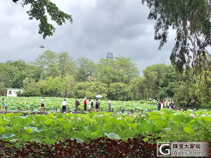 洪湖公园的荷花开了_景色