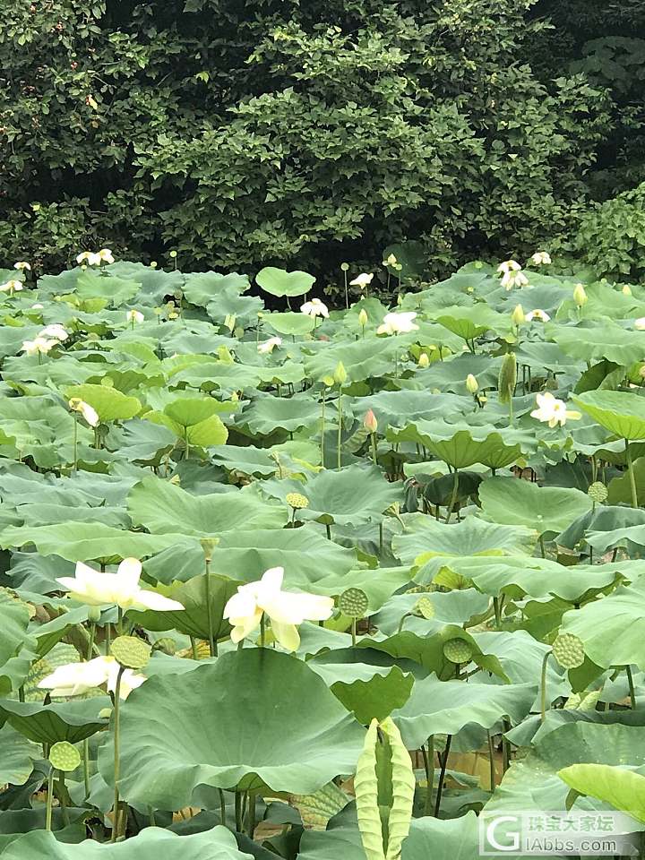 洪湖公园的荷花开了_景色