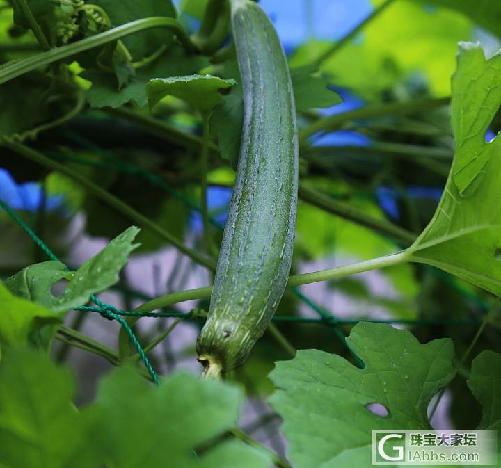 周末宅在家_摄影植物