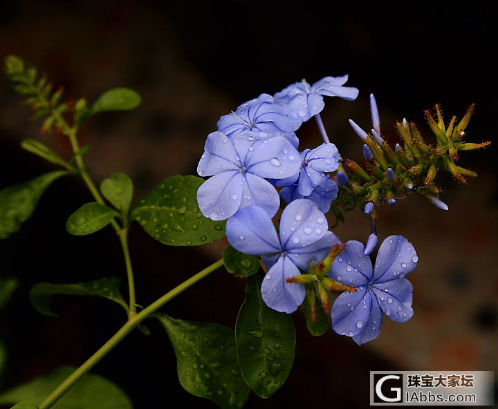 周末宅在家_摄影植物