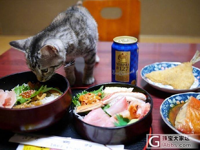 感觉要​​​​从此走上了嫖喵的不归路了 ​​​​_猫