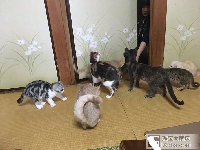 感觉要​​​​从此走上了嫖喵的不归路了 ​​​​_猫