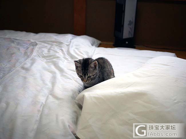 感觉要​​​​从此走上了嫖喵的不归路了 ​​​​_猫