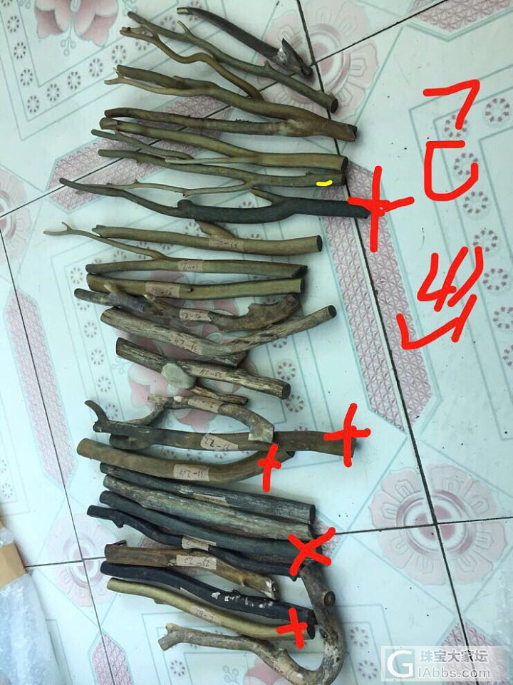 金珊瑚_珊瑚