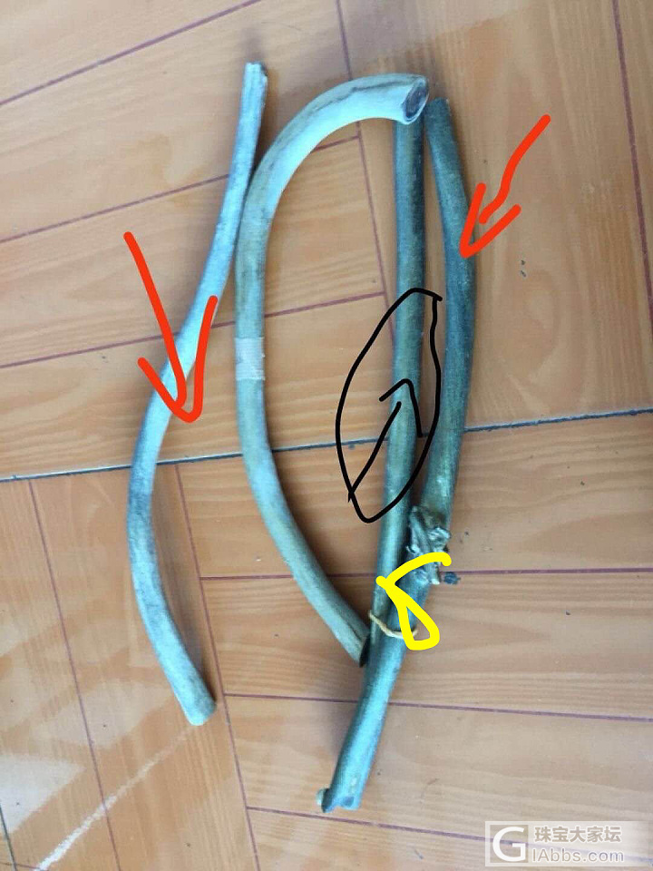 金珊瑚_珊瑚