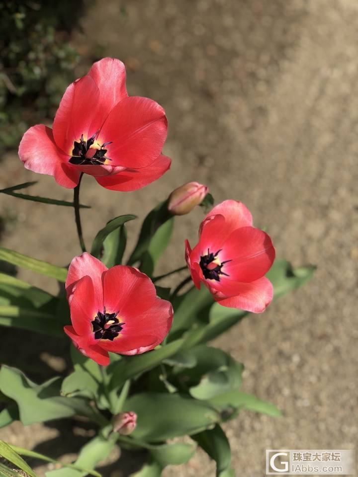 坛子里有爱好养花花草草的还好把它们拍出来的吗_花植物