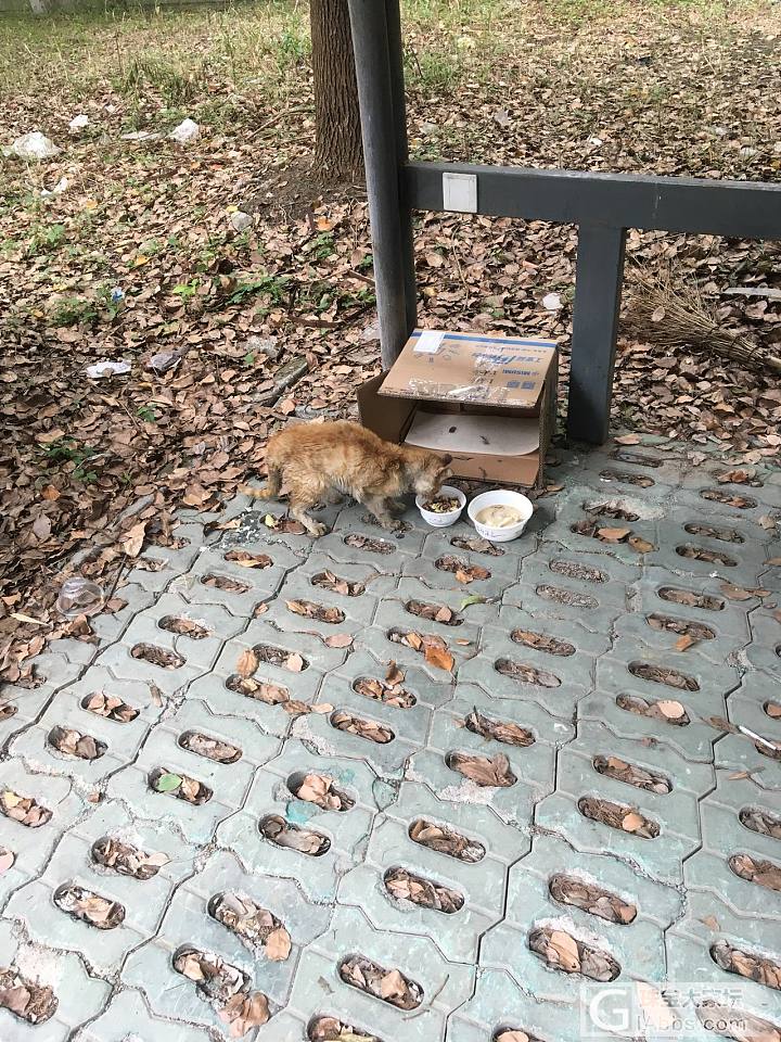 病猫的病号饭_猫