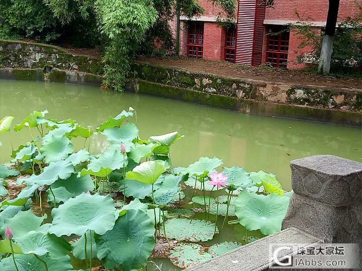 雨后荷花别样娇_植物