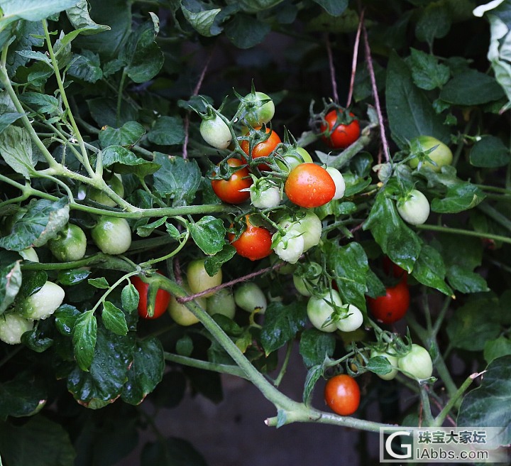 朋友说，这就是“向往的生活”_植物