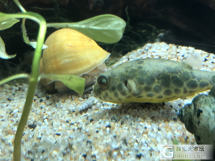 Aldo and Hulk 
土豆和綠豆
壞小子軍團_水族类