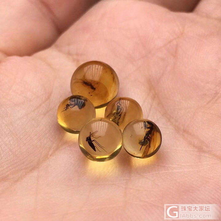 天然波罗的海琥珀虫珀，来自白垩纪的礼物_虫珀