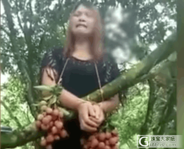 [转帖分享] 女子偷荔枝被绑树上示众，羞于见人当场嚎啕大哭_贴图新闻水果