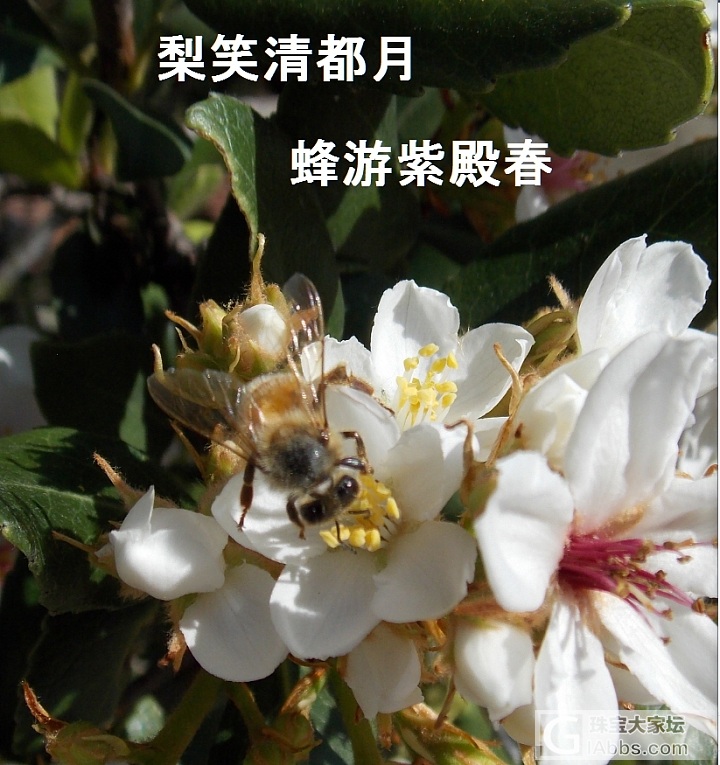 梨笑清都月.蜂游紫殿春.构脾分部伍.嚼蕊奉君親・_花摄影