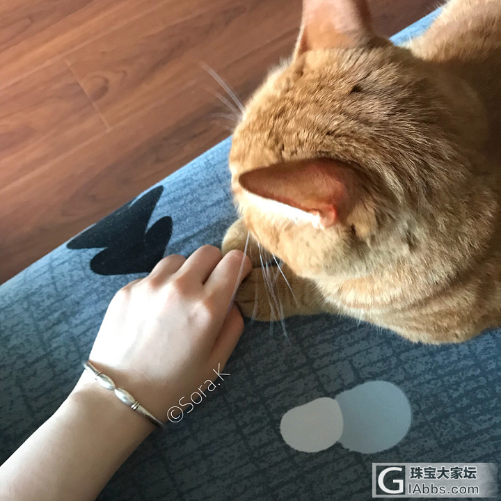 今日镯猫180724_手镯猫银