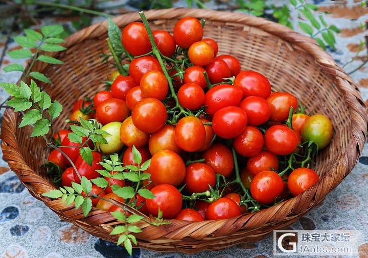 一棵樱桃🍅_果园植物