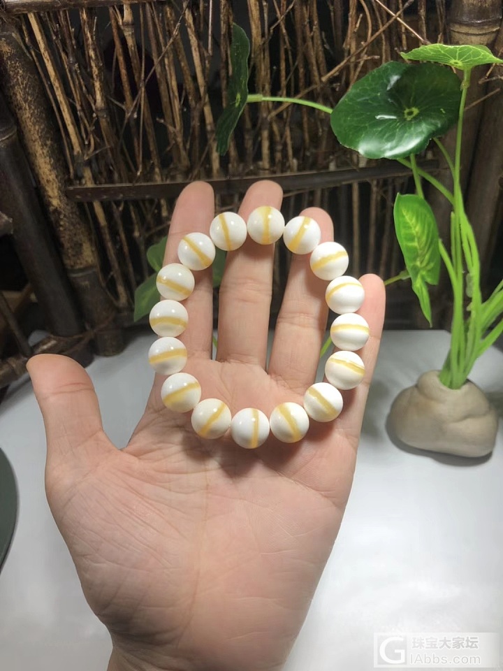 1.2金丝无暇手串_珠串砗磲