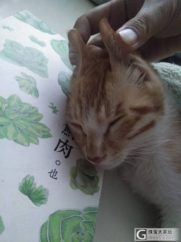 迷你剧场《两只耳朵竖起来》_猫