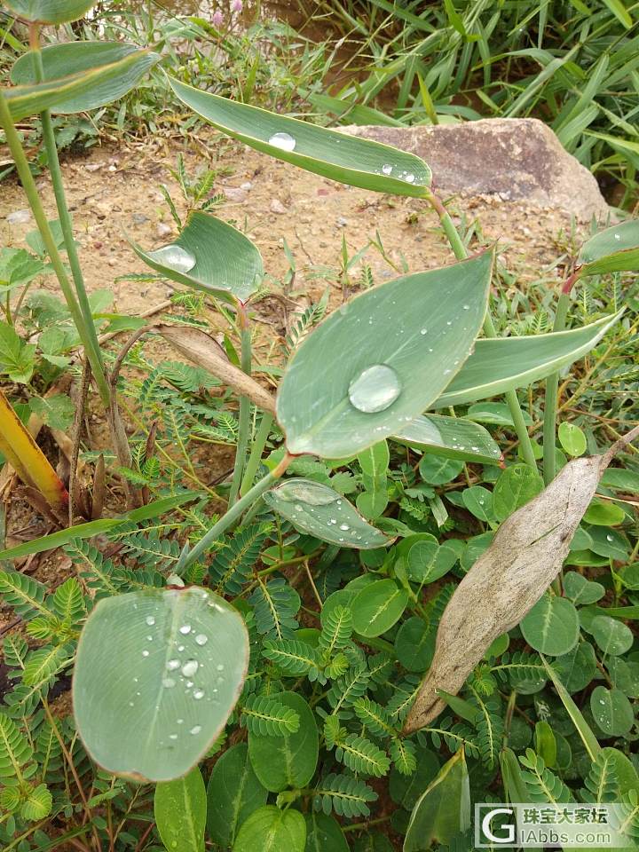 周末，雨后，空气好，很舒服，惬意！戴着老公，小孩，金珀佛……_项链琥珀