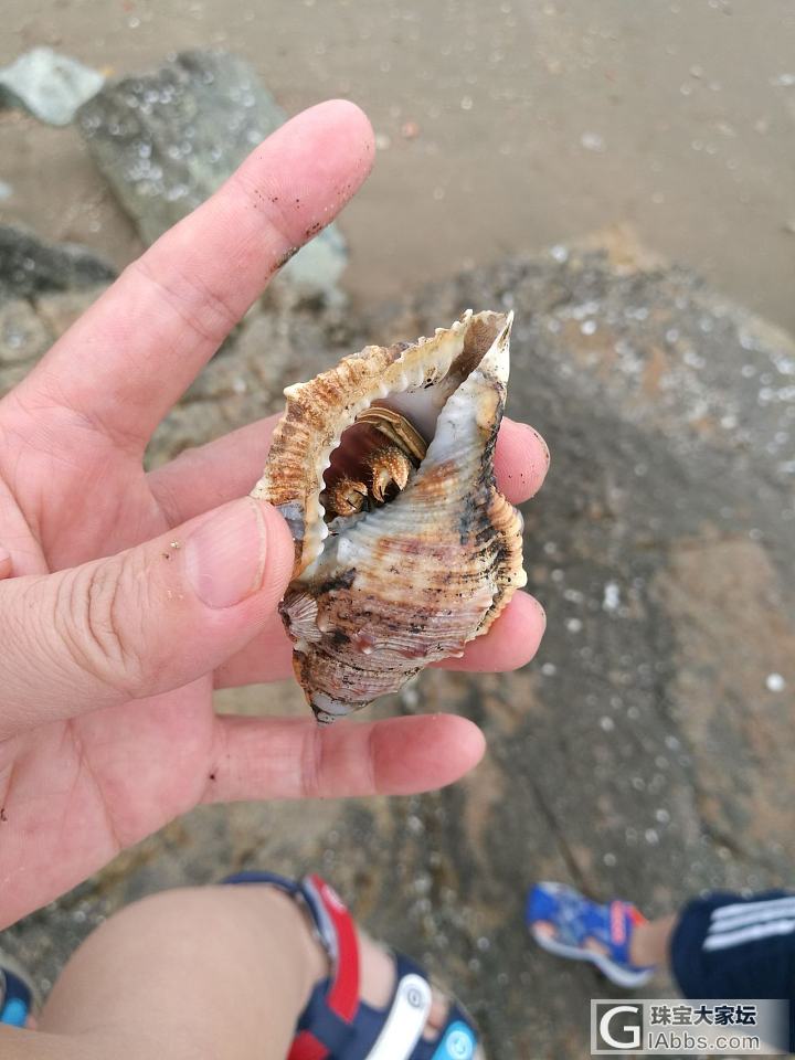 赶海_水族类