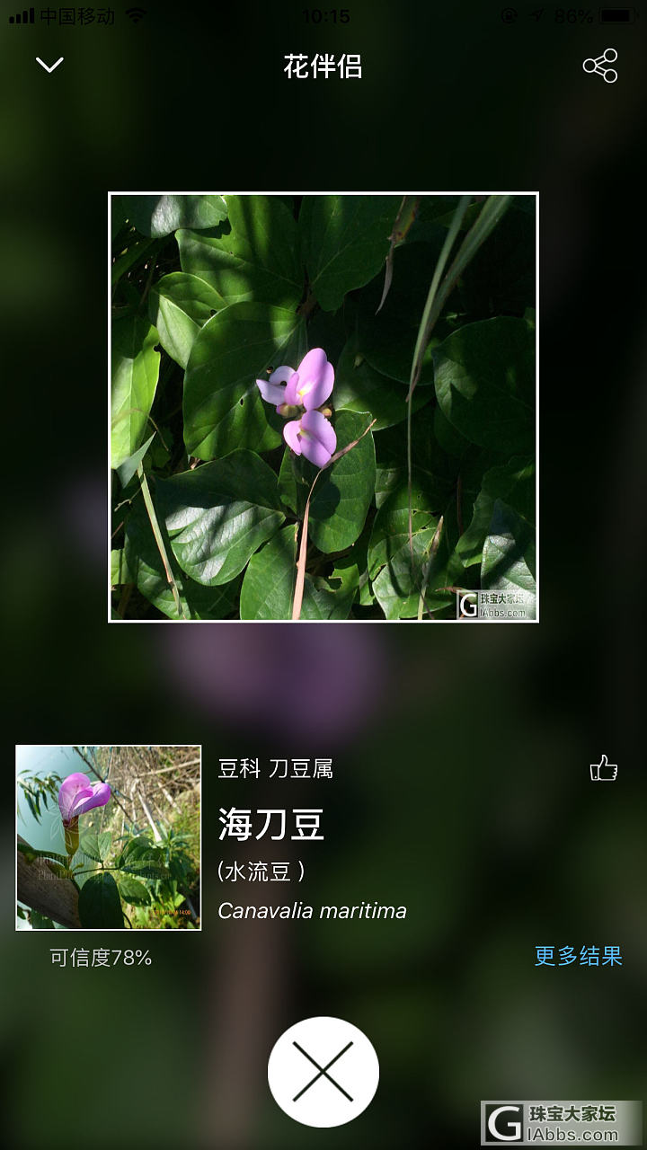 在海岛上发现三种花，有没有人认识是啥品种_花