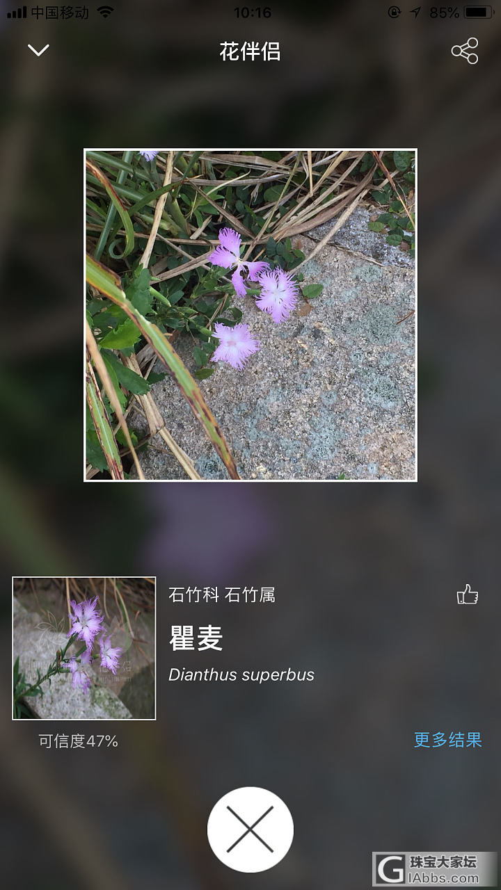 在海岛上发现三种花，有没有人认识是啥品种_花