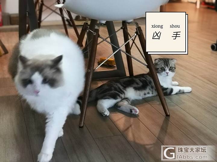 為什麼只有年糕在掉毛？_宠物猫