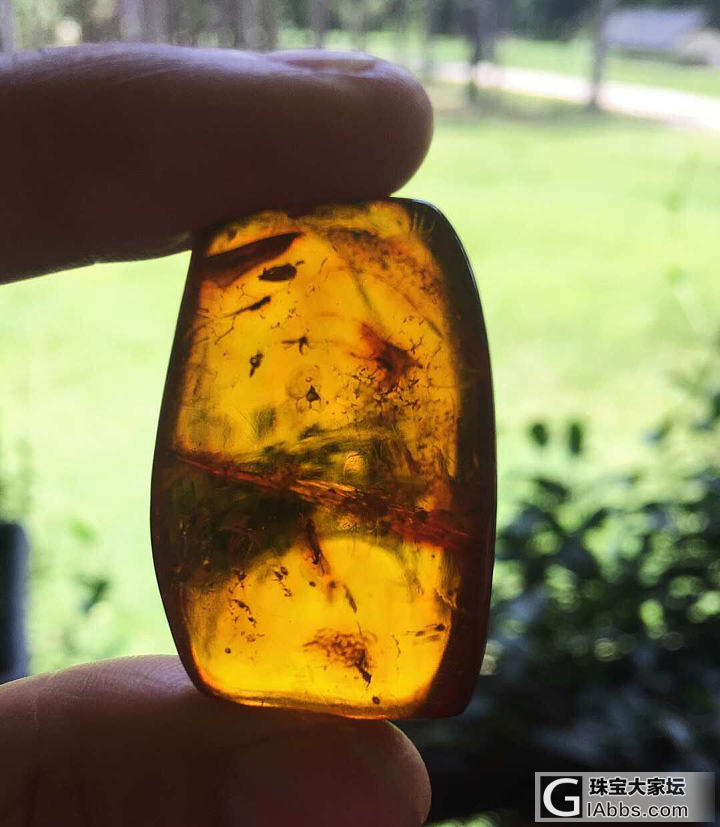 虫珀_琥珀