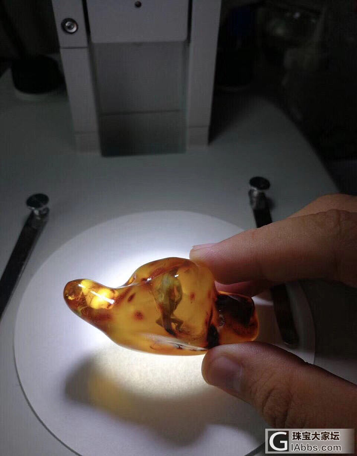 蜥蜴琥珀…大家来看看！_虫珀琥珀蜜蜡