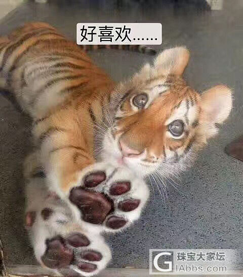 晒晒一颗小猫眼～_磷灰石蛋面