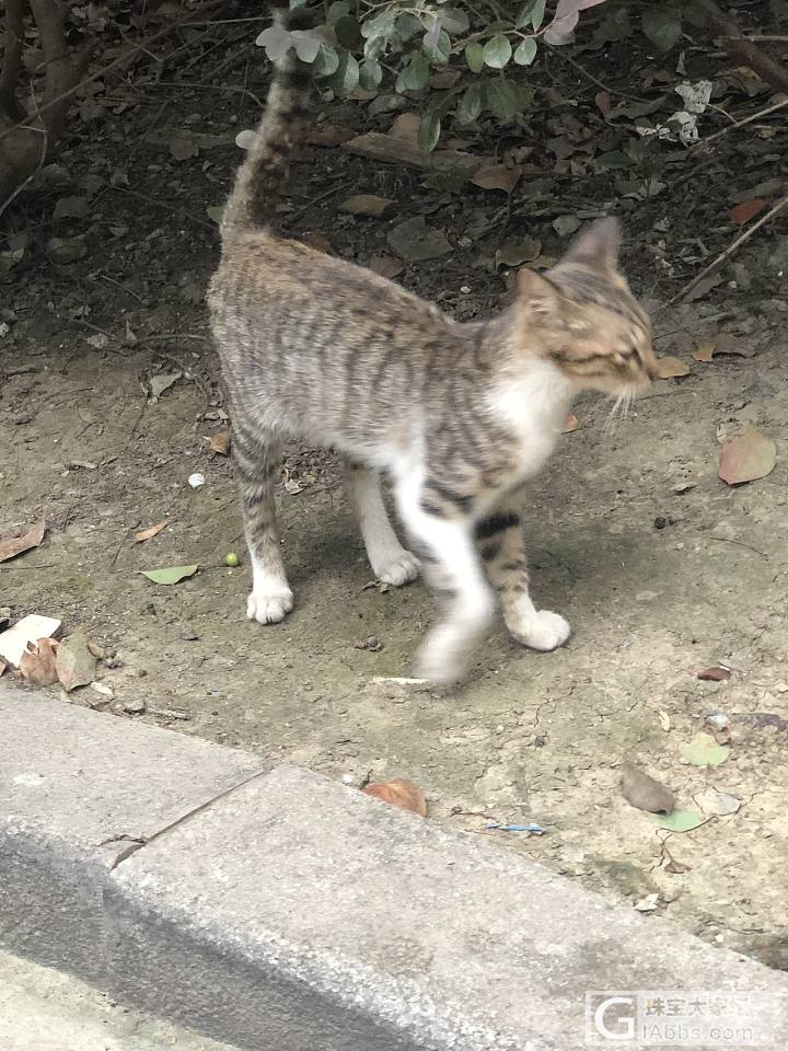 肘开！老子开车呢！_狗猫