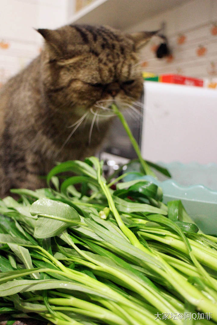 ET一个草食动物_猫