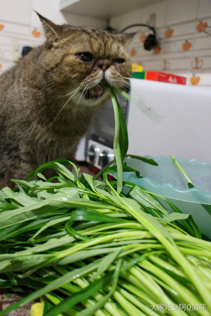 ET一个草食动物_猫