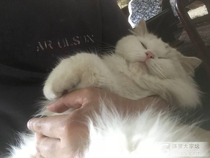 老虎陪我看电视，可惜节目不是他喜欢的动物世界_猫