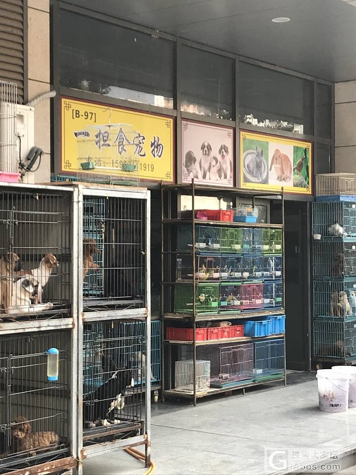 无良的商家，花鸟市场的部分宠物店被迁到新的古玩市场_宠物