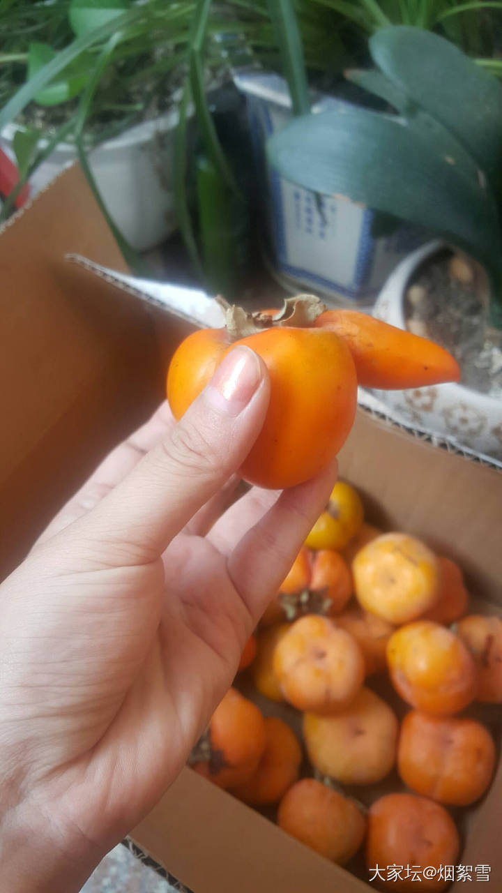 这个柿子造型我给满分_水果