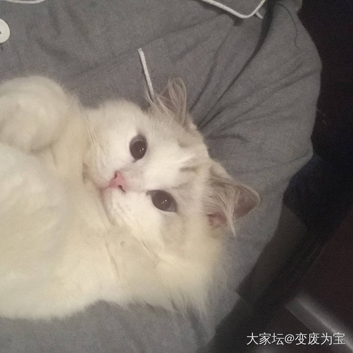 老虎真是个暖手宝_猫